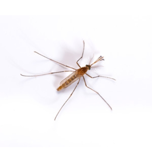 Muỗi Culex