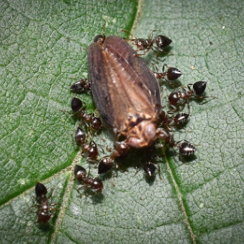 Kiến nhào lộn