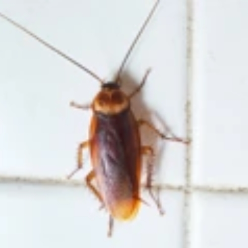Gián