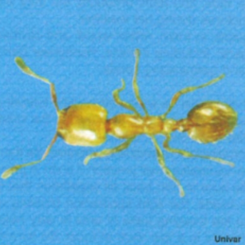 Kiến ăn trộm