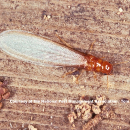 Mối gỗ khô