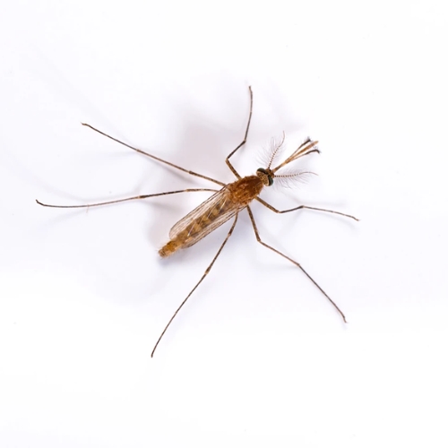 Muỗi culex