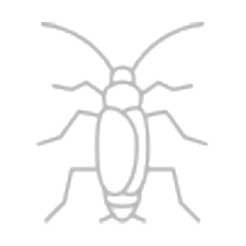 Gián