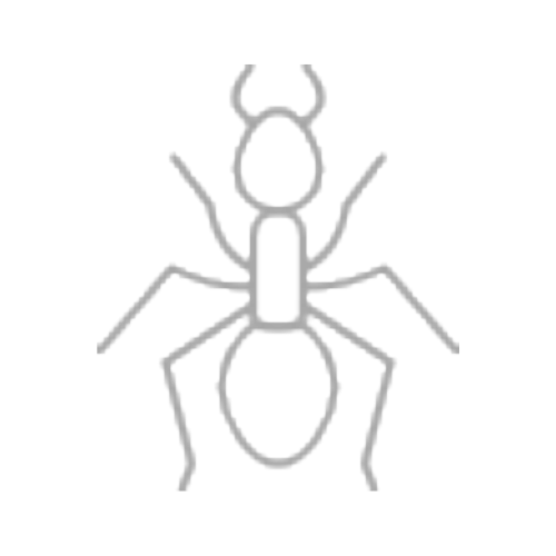 Kiến