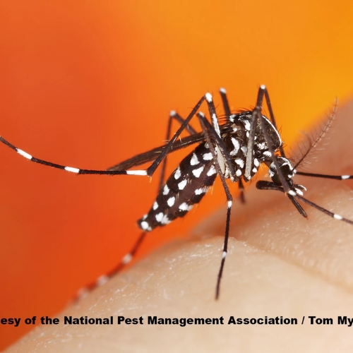 Muỗi