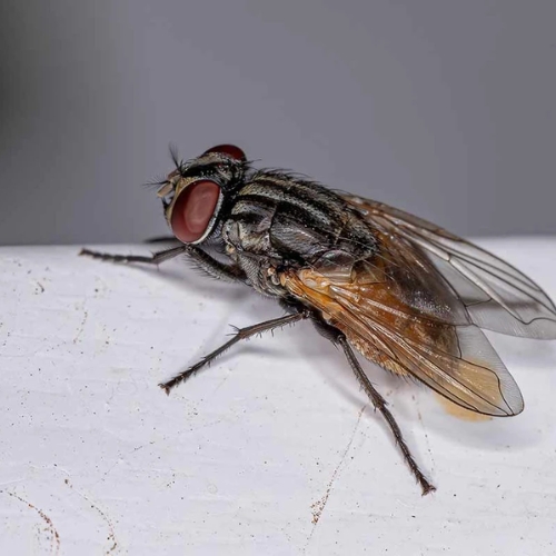 Ruồi