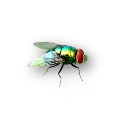 Ruồi xanh