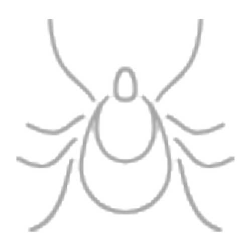 Ve bọ ve